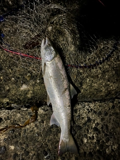 サクラマスの釣果