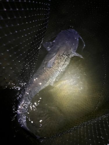アメリカナマズの釣果