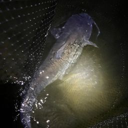 アメリカナマズ