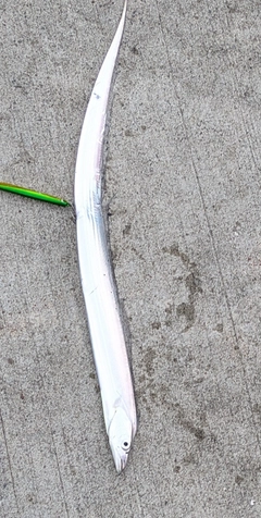 タチウオの釣果