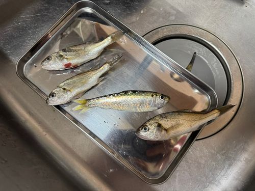 シログチの釣果