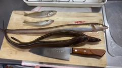 アナゴの釣果