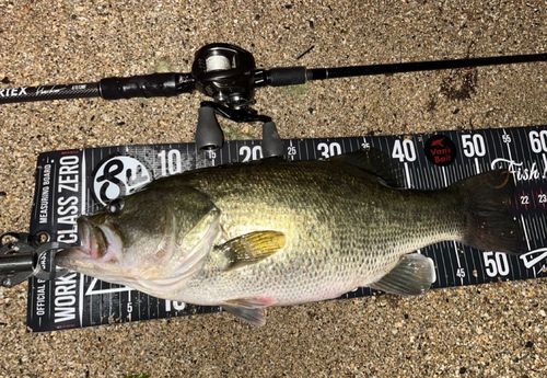 ブラックバスの釣果
