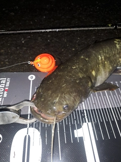 ナマズの釣果