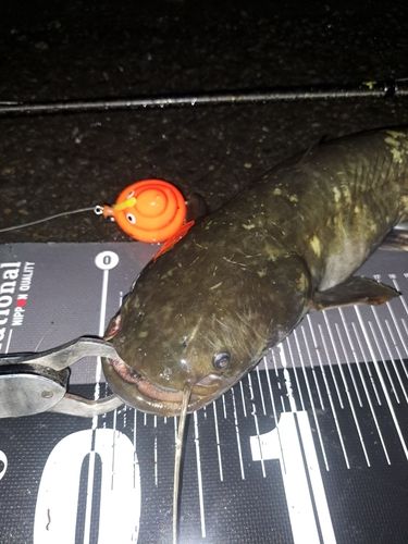 ナマズの釣果