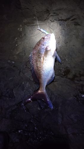 タイの釣果