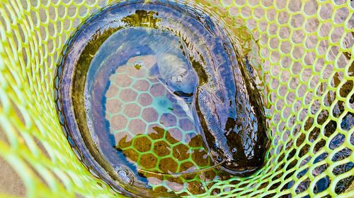 ニホンナマズの釣果