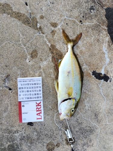 ショゴの釣果