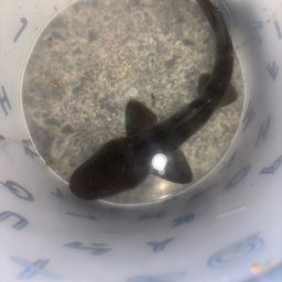ドチザメ