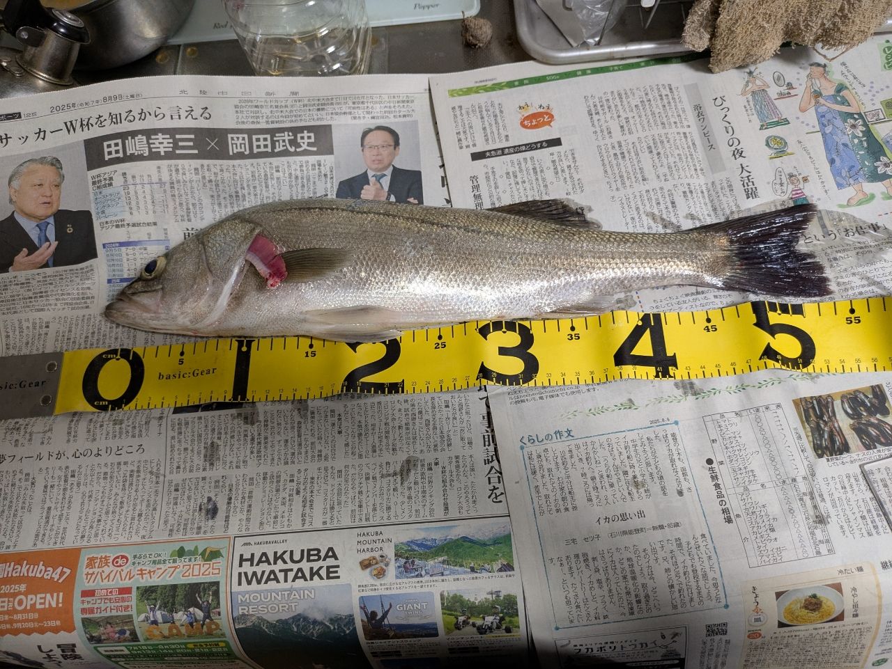 シーバス