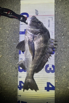 チヌの釣果