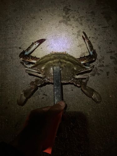 ワタリガニの釣果