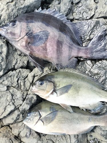 イシダイの釣果