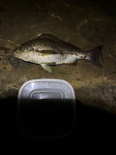 イサキの釣果