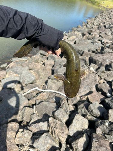 ナマズの釣果
