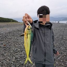 シイラ
