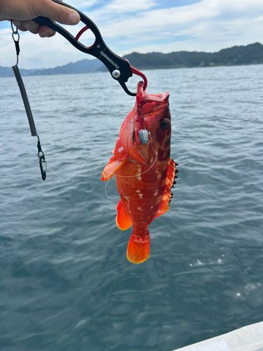 アカハタの釣果