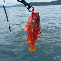 アカハタ