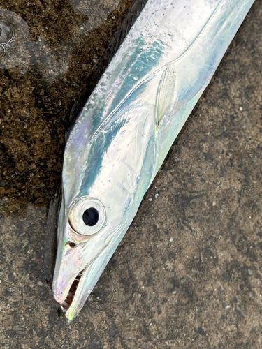 タチウオの釣果