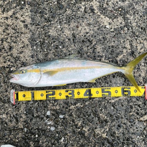 ヒラマサの釣果