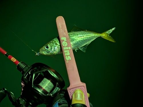 マアジの釣果