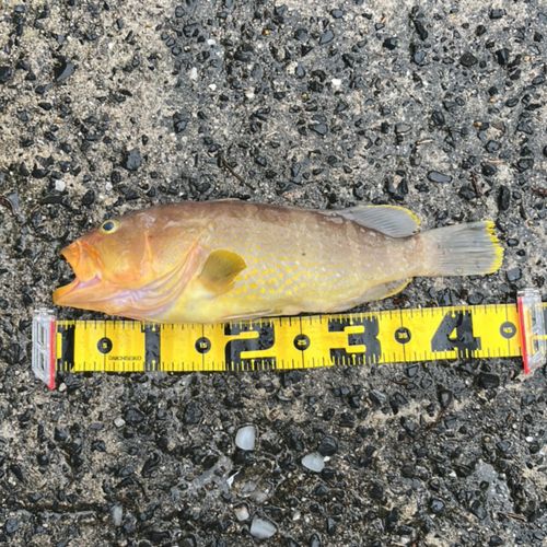 アオハタの釣果