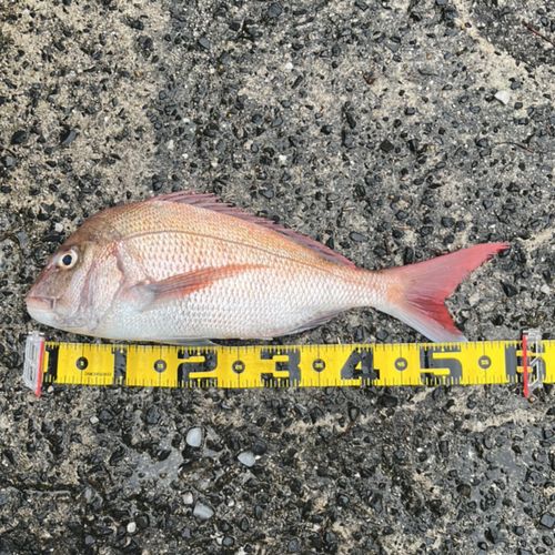 タイの釣果