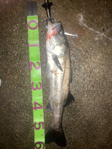 シーバスの釣果