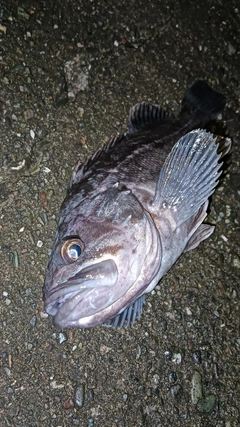 クロソイの釣果