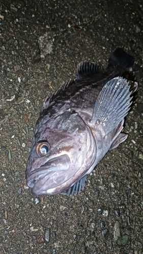 クロソイの釣果