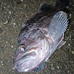 クロソイ