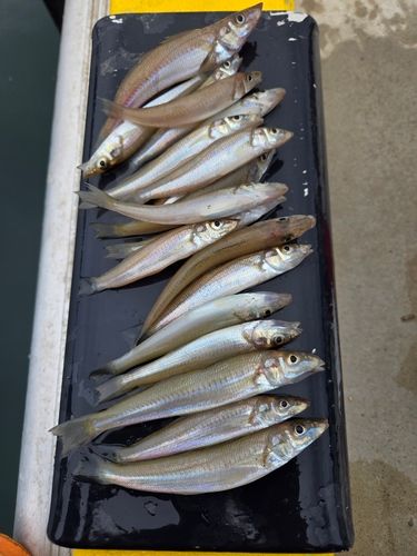 キスの釣果