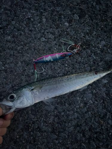 サバの釣果