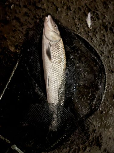 ニゴイの釣果