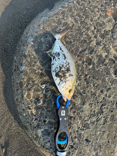 ショゴの釣果