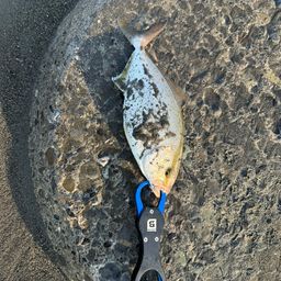 ショゴ