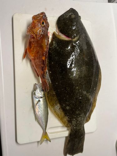 ヒラメの釣果