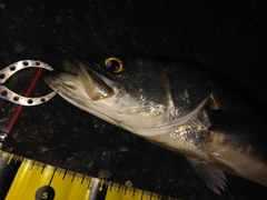シーバスの釣果