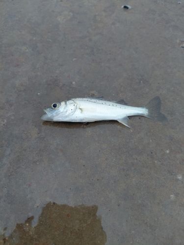 セイゴ（マルスズキ）の釣果