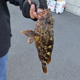 カサゴ
