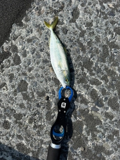 ワカシの釣果