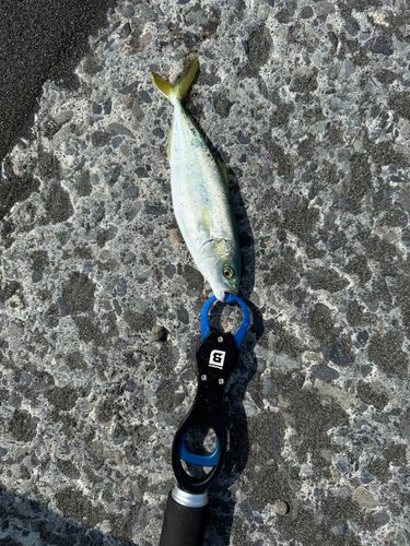 ワカシの釣果