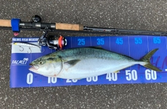 イナダの釣果