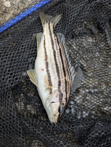 シマイサキの釣果
