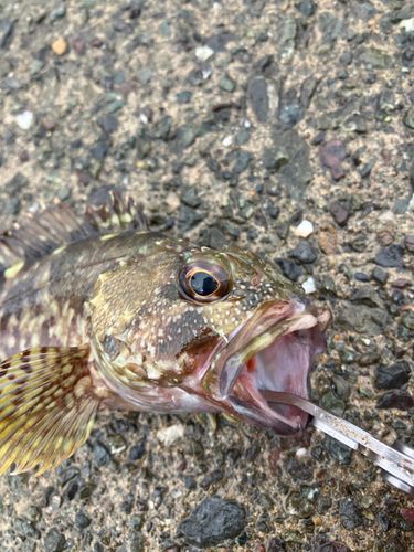 ガシラの釣果