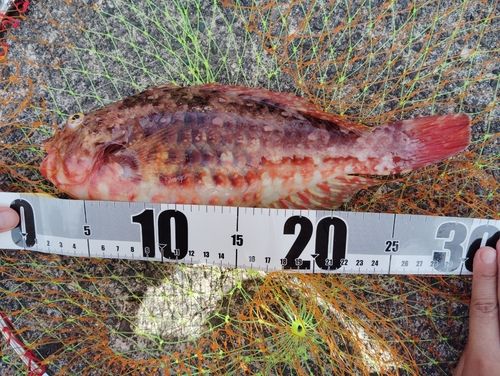 ブダイの釣果