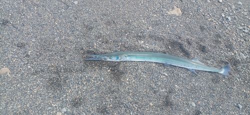テンジクダツの釣果