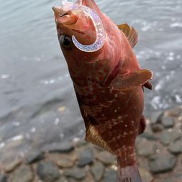 キジハタ