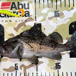 クロソイ
