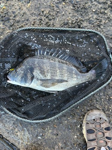 チヌの釣果